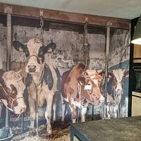 Photo de nos clients: Vaches dans une ancienne étable par Inge Jansen