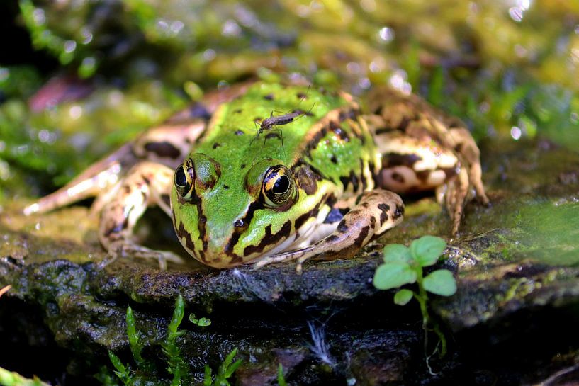 groene kikker met mug op rug par eddy Peelman