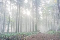 Alleen in de mistige bossen van de Vogezen