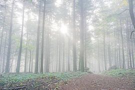 Alone in the misty Vosges forests by Jos van den Berg