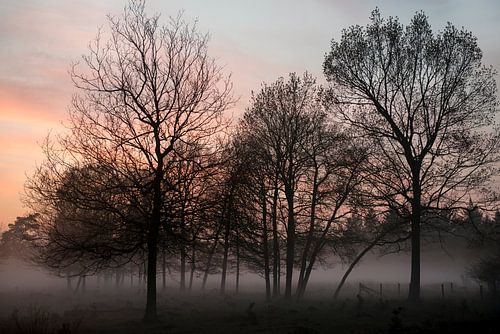 Avondmist in een winters landschap