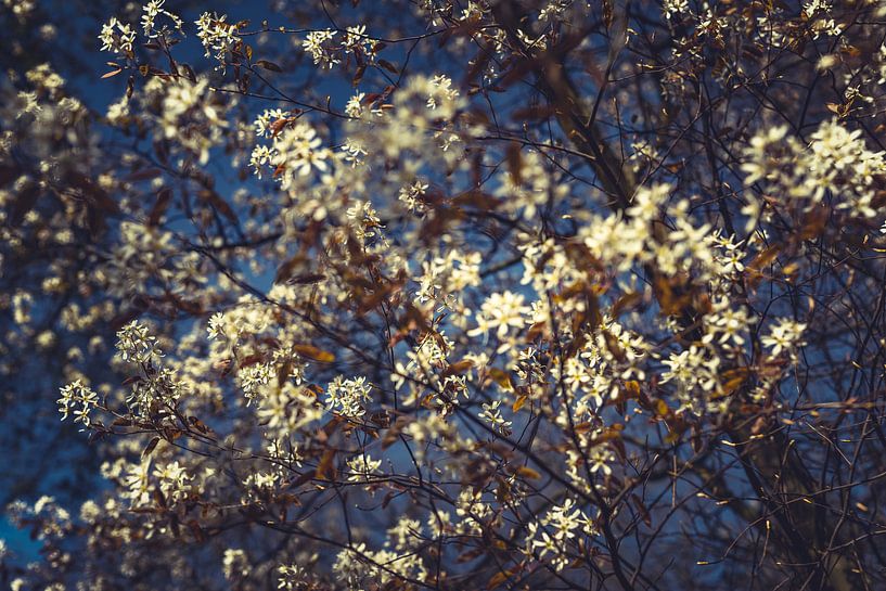 Bloesempracht: Een Lente-Expeditie wit  08 van FotoDennis.com | Werk op de Muur