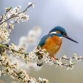 Eisvogel sitzt auf einem Zweig mit Blumen von OCEANVOLTA