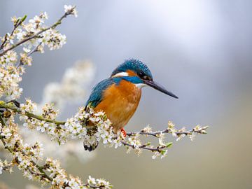 Kingfisher sits on a twig with flowers by OCEANVOLTA