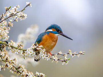 Eisvogel sitzt auf einem Zweig mit Blumen von OCEANVOLTA