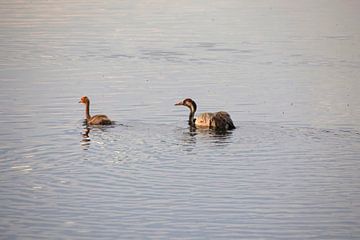 kraanvogels zwemmen
