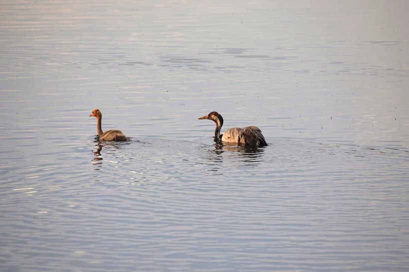 Kraniche schwimmen von Thomas Jäger