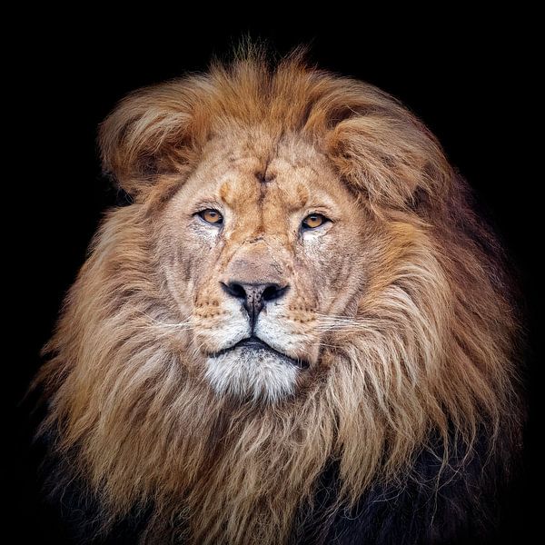 His Highness by gea strucks