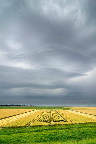 Zomerse onweersbui boven graanvelden in Flevoland