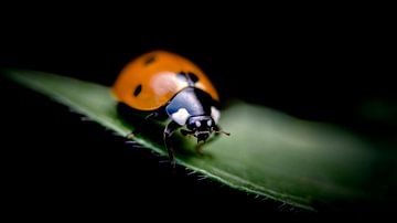 Ladybug by Jan van der Knaap