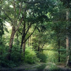 Summer Forest by Kees van Dongen