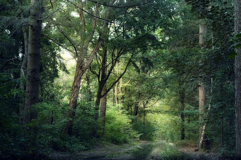 Forêt d'été par Kees van Dongen