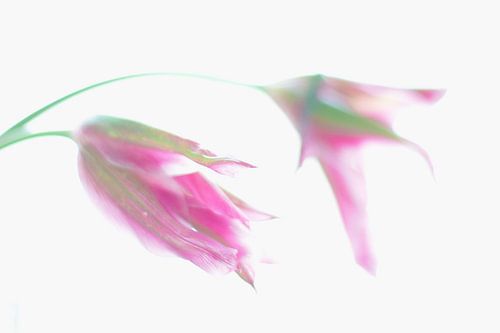 Tulipes