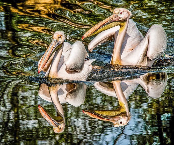Twee Pelikanen weerspiegeld von Harrie Muis