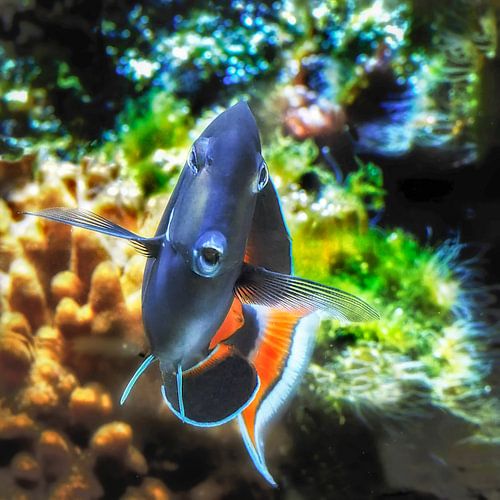 Oceanium : Diergaarde Blijdorp