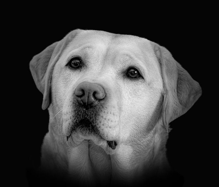 Portrait Labrador in Schwarzweiß von Marjolein van Middelkoop