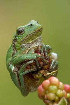 Grenouille arboricole sur mûrier dans les buissons de mûres dans l'Achterhoek sur Jeroen Stel