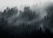 Oostenrijkse bossen van Richard Driessen thumbnail