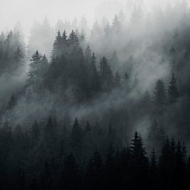 Oostenrijkse bossen van Richard Driessen
