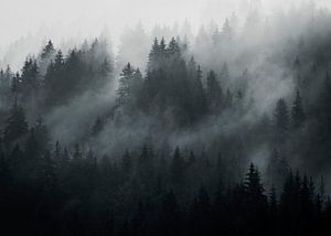 Les forêts autrichiennes