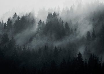 Oostenrijkse bossen van Richard Driessen