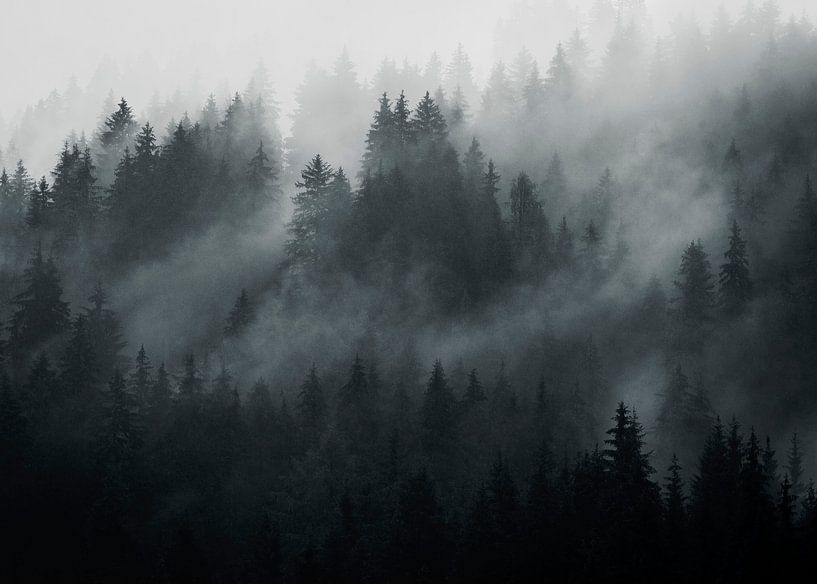 Österreichische Wälder von Richard Driessen