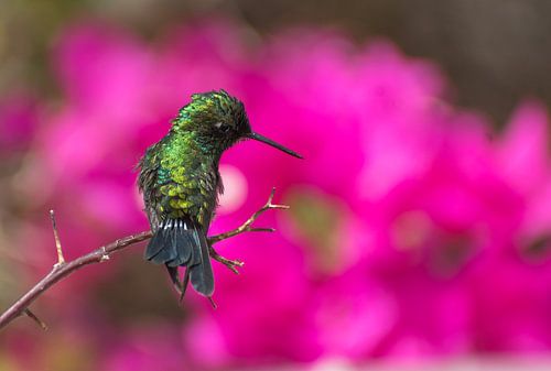 Blue-tailed Emerald!
