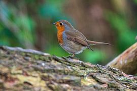 A robin on the Kalmthout heath by Merijn Loch