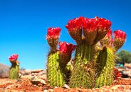 Rood bloeiende cactus in de  Namib woestijn van Rietje Bulthuis thumbnail