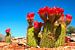 Cactus floraison rouge dans le désert du Namib sur Rietje Bulthuis