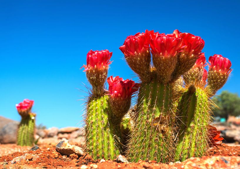 Rood bloeiende cactus in de  Namib woestijn van Rietje Bulthuis