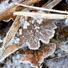 Feuilles en hiver avec givre. sur Evelien Brouwer