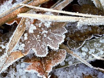 Bladeren in de winter met rijp.Leaves in winter with hoarfrost.Blätter im Winter mit Raureif.Feuille