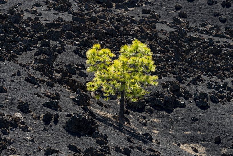 Pin des Canaries près d'Arena Negras par Walter G. Allgöwer