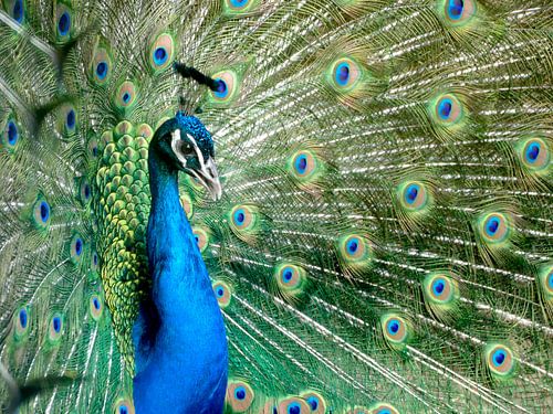 De trots van de pauw