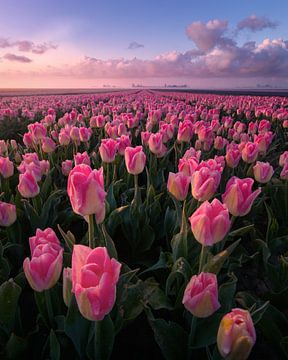 The tulip paradise by Niels Tichelaar