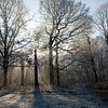 Forêt lors d'une belle matinée d'hiver sur Sjoerd van der Hucht