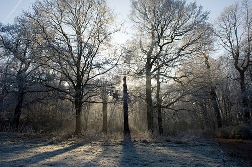 Bos tijdens een mooie winterochtend van Sjoerd van der Hucht
