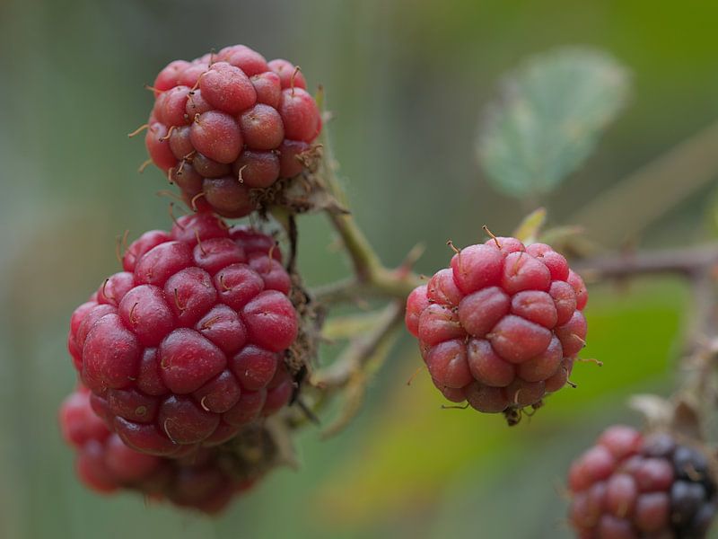 Brombeeren von Monique Verlouw