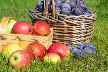 Mand met pruimen en appels van Animaflora PicsStock