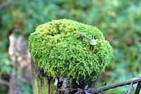 Moss on a pole