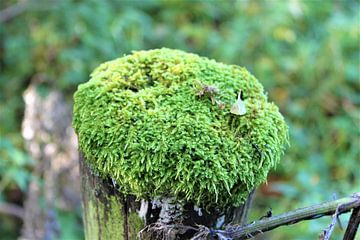 Moos auf einer Stange