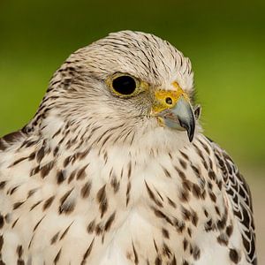 Bird of prey