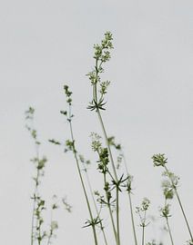 Galium mollugo - Smooth wallow, beautiful white and green flowers in the evening twilight by Fenna Duin-Huizing