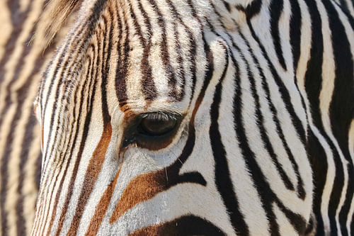 Zebra Moment