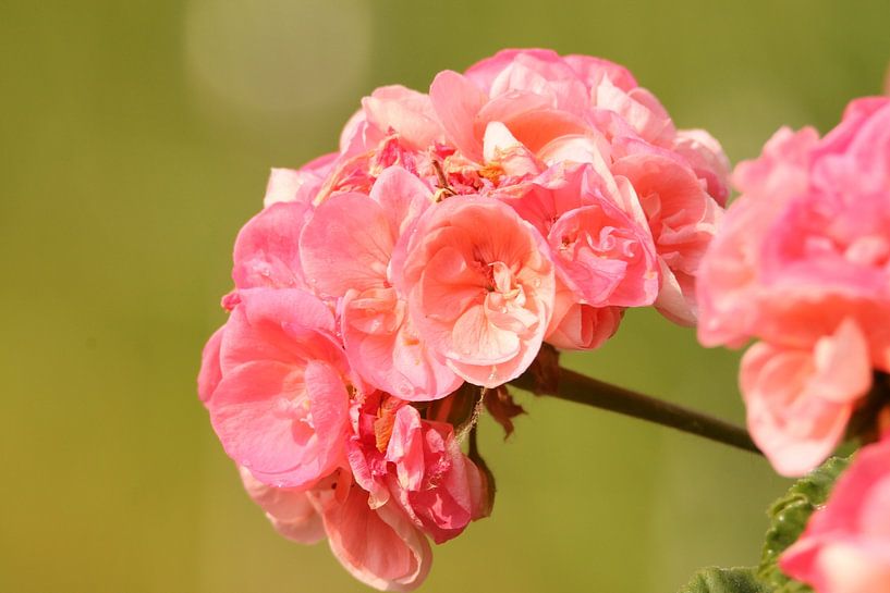 Pink flowers by Kim Sophie Westermann