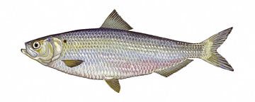 Alosa aestivalis (Blueback herring)