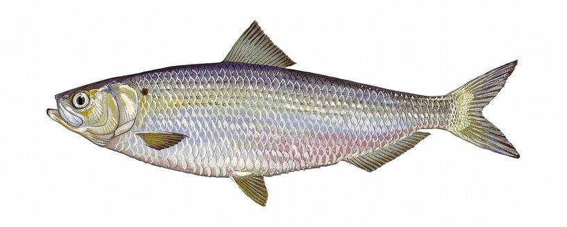 Alosa aestivalis (Blueback herring) van Fish and Wildlife