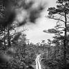 Zweeds pad met planken door het moeras - Store Mosse - Zweden van Merlijn Arina Photography