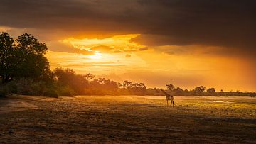 Giraffe en zonsondergang van Marco Schmierl